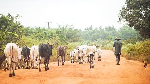 West Africa’s trade monitoring system has collapsed — why this is dangerous for food security