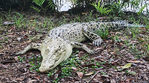 Can India move from conflict to coexistence with wildlife?