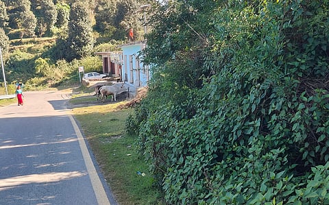 From ornament to outlaw: The unchecked march of the Mexican Devil