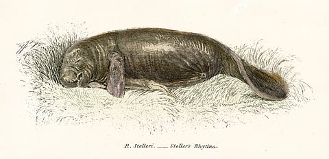 Steller's sea cow engraving 1803.