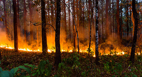 Global tree cover loss due to fires surged by 370% compared to 2023