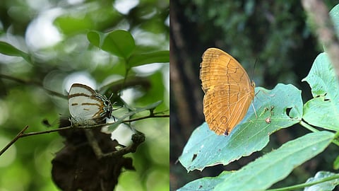 Litin Onyx (Horaga takanamii) on left, and Tibetan Junglequeen (Stichophthalma neumogeni renqingduojiei)