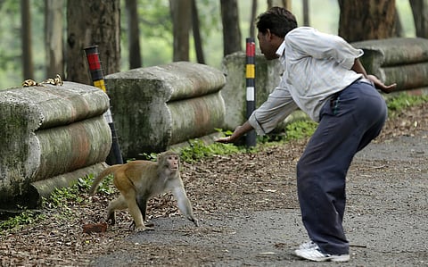 Our monkey business with rhesus macaques
