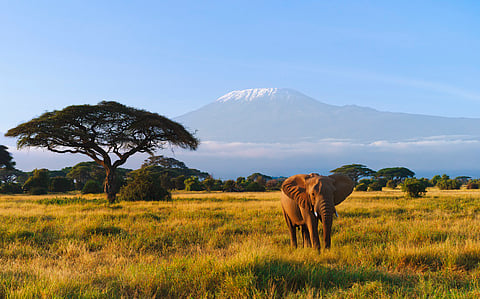 In Tanzania, human land use caused 76% of Kilimanjaro natural plant species loss, finds study