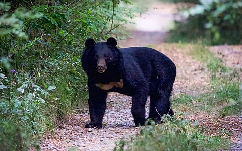 Shoot-at-sight orders for Himalayan black bear in Uttarakhand district as global warming messes up ursids’ hibernation schedules