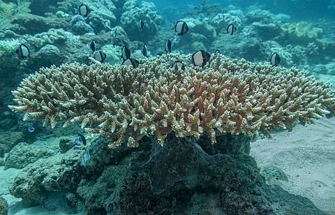 ‘Unprecedented’ heatwave kills nearly two-thirds of corals at UNESCO-listed Ningaloo Reef