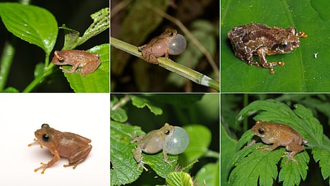 Clockwise from top left:
Eaglenest bush frog, Barak Valley bush frog, Lawngtlai bush frog,
Khonoma Bush Frog, Willong-Khullen bush frog and Narpuh bush frog