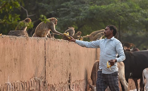 Delhi’s dangerous monkey business