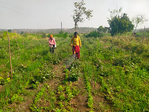Sumantai and Namdeorao Borole spraying bio-inputs on their farm.