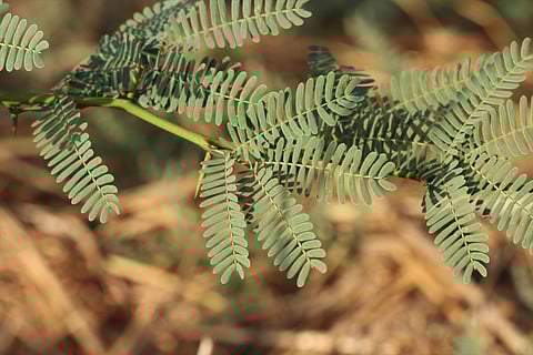 Prosopis juliflora