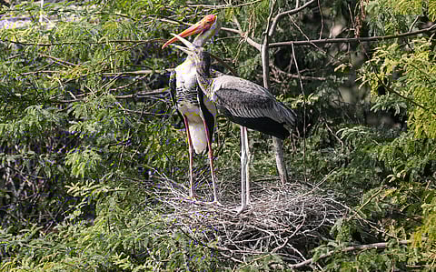 Save India’s wetlands to save this bird