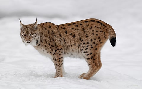 Should lynx and wolves be reintroduced to Britain and Ireland? Young people have mixed feelings