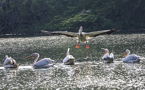 Pelicans, the masters of air and water