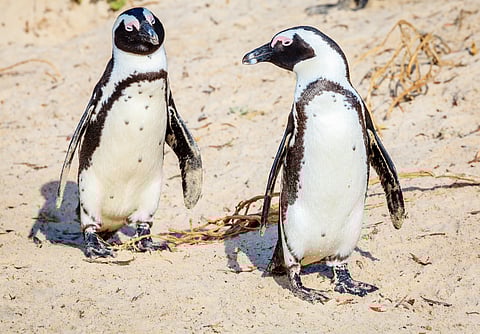 Over 60,000 African penguins starved to death between 2004 and 2011 after sardine stocks collapsed