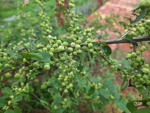 India successfully opposed a European Union proposal to list guggul (Commiphora wightii) in Appendix II, arguing that comprehensive population assessments were required before any decision could be made.