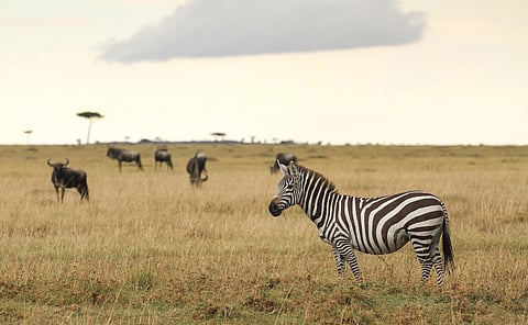 African protected and conserved areas received highest funding for biodiversity conservation between 2014 and 2024: Report