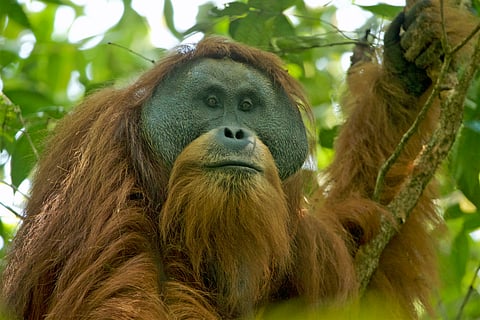 Tapanuli orangutan (Pongo tapanuliensis)