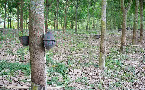 Sagging solidarity: There is a crisis facing Kerala’s rubber producer societies