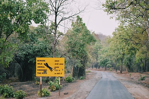 Bandhavgarh Tiger Reserve In Madhya Pradesh, India.