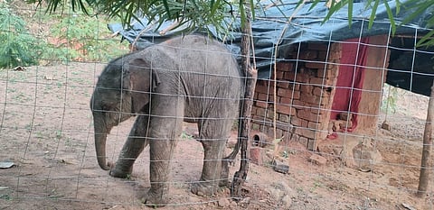 A shivering elephant calf in Kalahandi is a powerful metaphor for India’s urgent conservation challenge