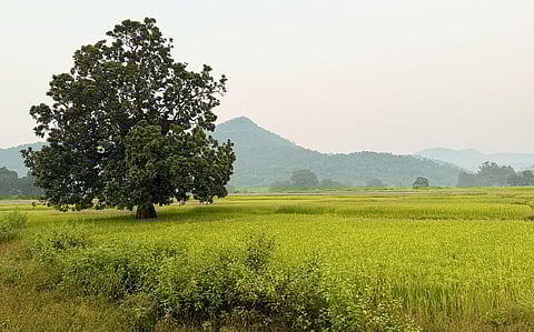 Small farms, big climate gains: ICAR study shows how agroforestry farms can be a powerful climate tool