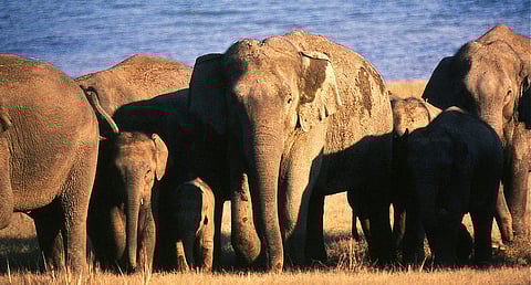 An elephant calf’s ‘rescue’ in Kalahandi raises uncomfortable questions about the geometry of compassion