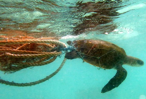 Don’t wait for a Global Plastics Treaty. Act now: Scientists to governments