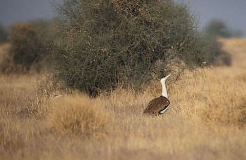 Supreme Court tightens Great Indian Bustard safeguards, redraws clean energy and Green Energy Corridor map in Rajasthan and Gujarat