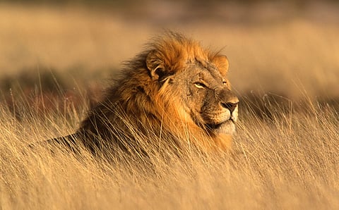 Wild lions in Europe? New paper examines archaeological mound to show young man living in Copper Age Bulgaria being attacked by feline