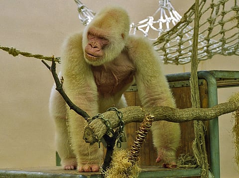 Part of the problem is that great apes are hugely popular with visitors; figures like Snowflake, the white gorilla at Barcelona Zoo, even became global celebrities.