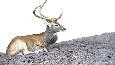 Drowning in its home