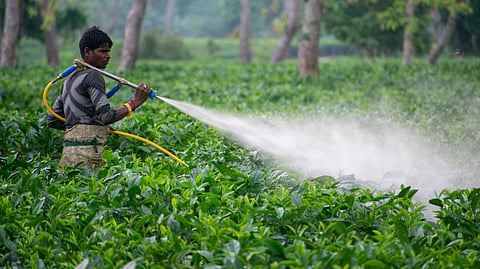 India's pesticide regulation crisis: A policy in perpetual draft