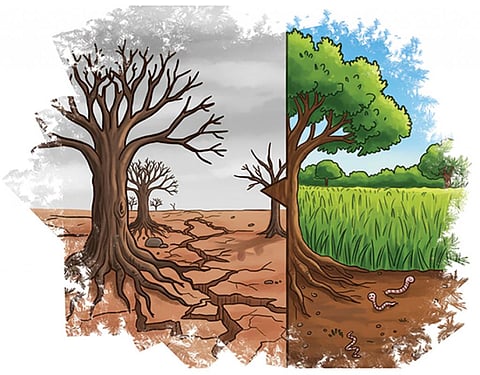 Be a soil steward and discover soil’s magic