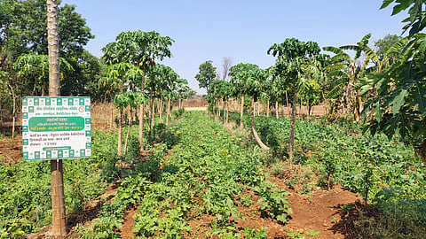 Natural farming in practice at Madan Evane Farm