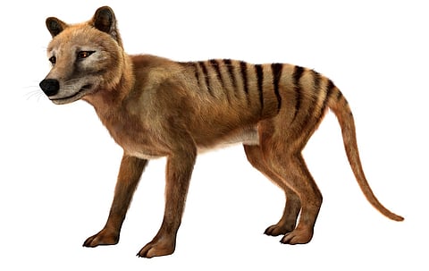 With every extinction, we lose not just a species but a treasure trove of knowledge