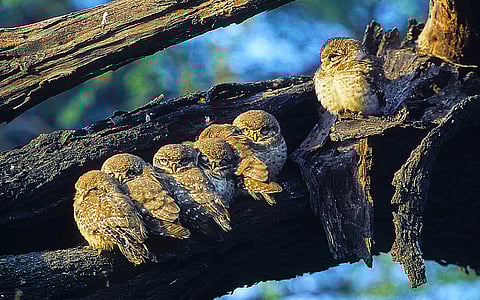 Global rules, local gaps: Why CITES can’t help curb India’s domestic wildlife trade