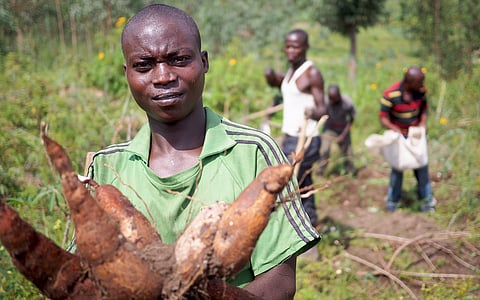 Bread of the Tropics: Fungal contamination of cassava very high across Africa, finds study
