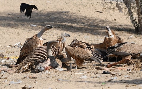 ‘Gaushalas’ in Rajasthan have stopped using veterinary drugs toxic to vultures: BNHS