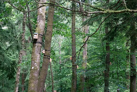 How to listen to a forest