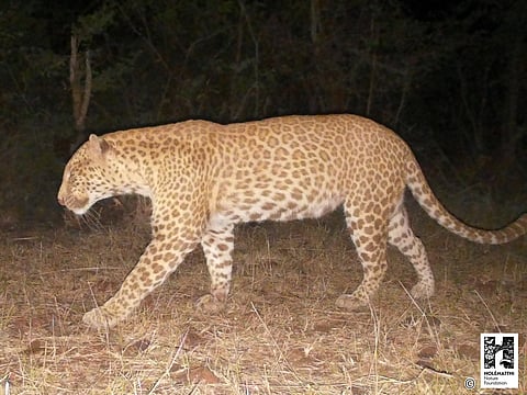 Conservationists name ultra-rare leopard colour morph as ‘Sandalwood Leopard’; it is the first record from Karnataka and only the second from India