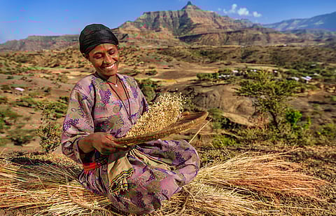 To stop deforestation in Africa: Boost investments in agricultural research