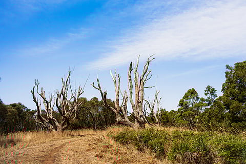 The researchers deliberately excluded tree deaths caused by logging, land clearance or major fire events to assess what changed over the decades and impacted the forests.