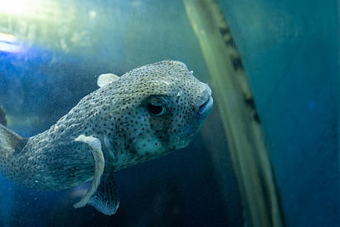 A pufferfish.