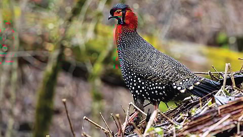 Western Tragopan: King of birds