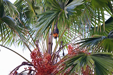 Fruit bat on a date palm tree.