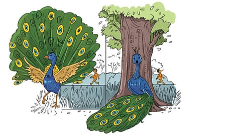 Gobar Times: The peacock’s changing world