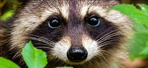 Raccoons break into liquor stores, scale skyscrapers and pick locks — studying their clever brains can clarify human intelligence, too