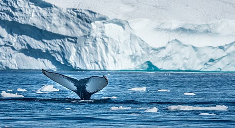 Cold frontlines: Why the Greenland-US standoff is really about climate power