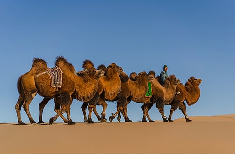 Republic Day 2026: How the Bactrian camel, featured in this year’s parade, once helped connect China and India