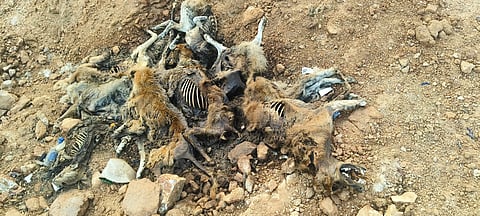 About a 100 dogs were found dead in Thimmaipally village, in Nagarkurnool district.